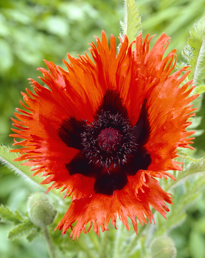 oriental poppy 'Curlilocks'