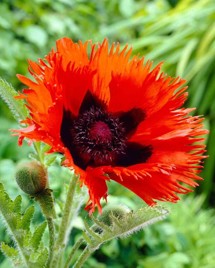 oriental poppy 'Curlilocks'