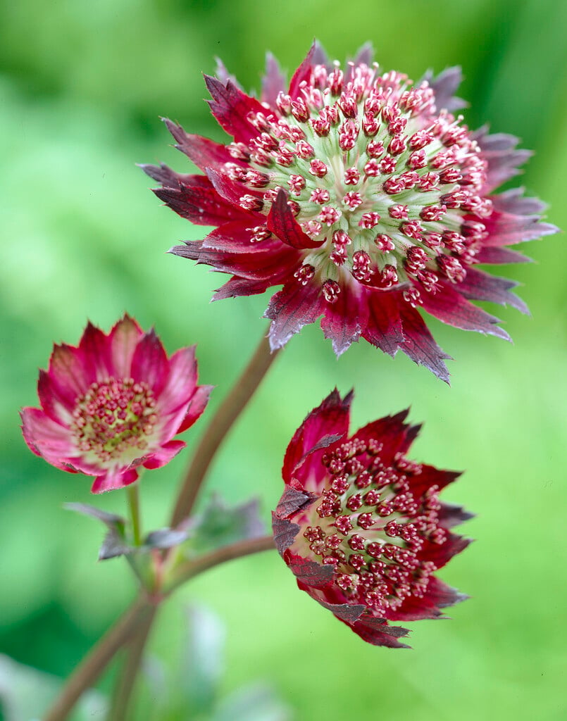 masterwort 'Moulin Rouge'