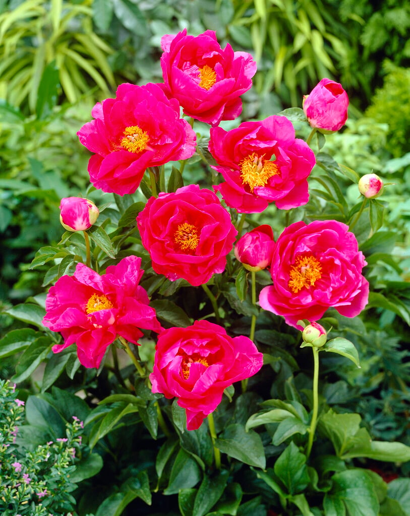 peony 'Paula Fay'