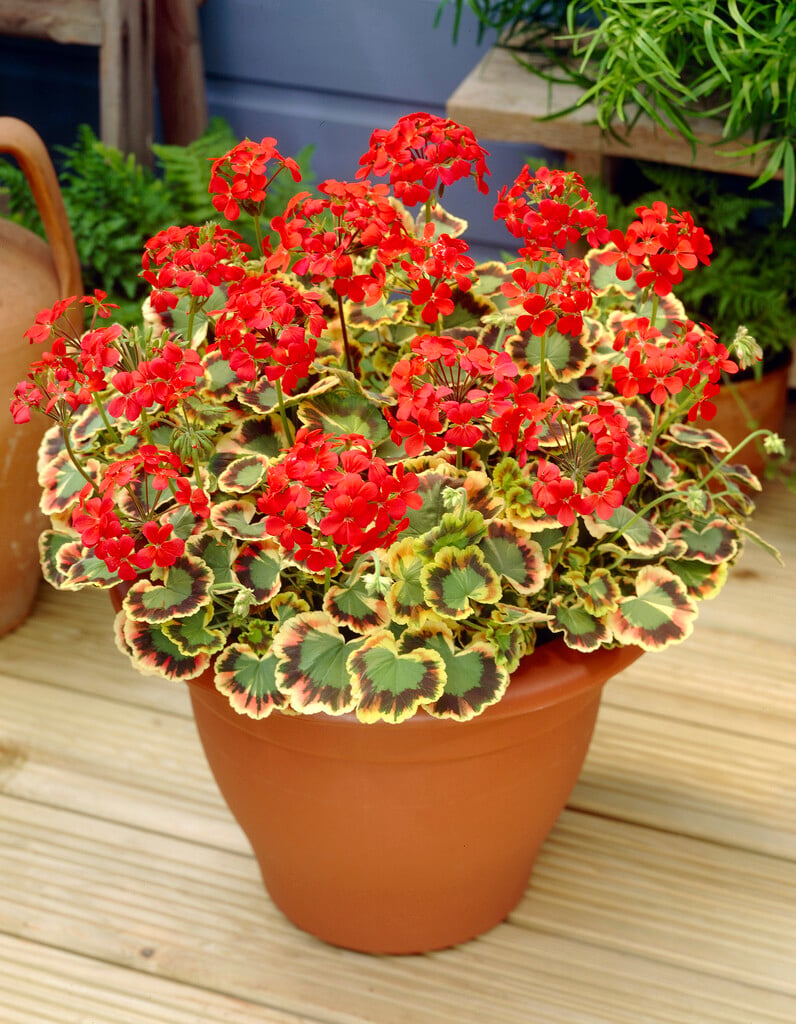 geranium 'Contrast'
