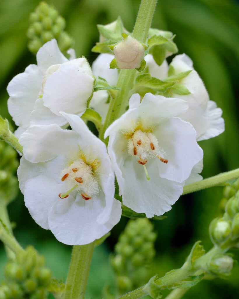 <i>Verbascum</i> (Cotswold Group) 'White Domino'