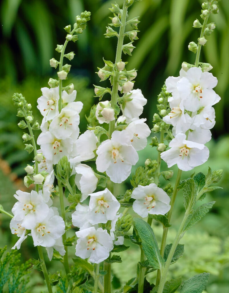 <i>Verbascum</i> (Cotswold Group) 'White Domino'