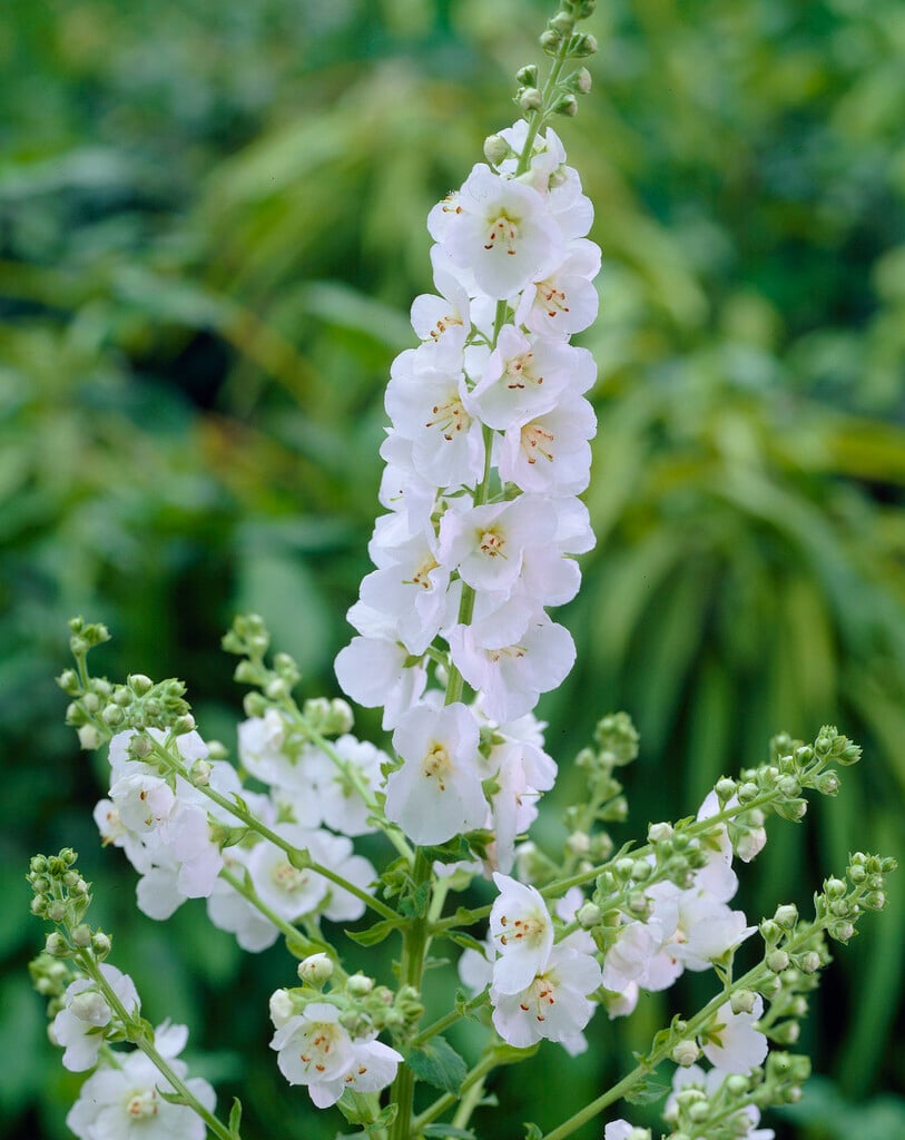 <i>Verbascum</i> (Cotswold Group) 'White Domino'