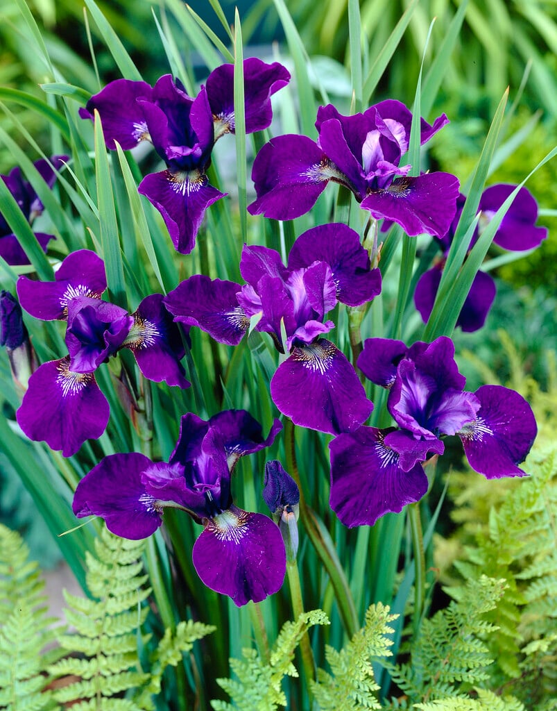 Siberian iris 'Hubbard'