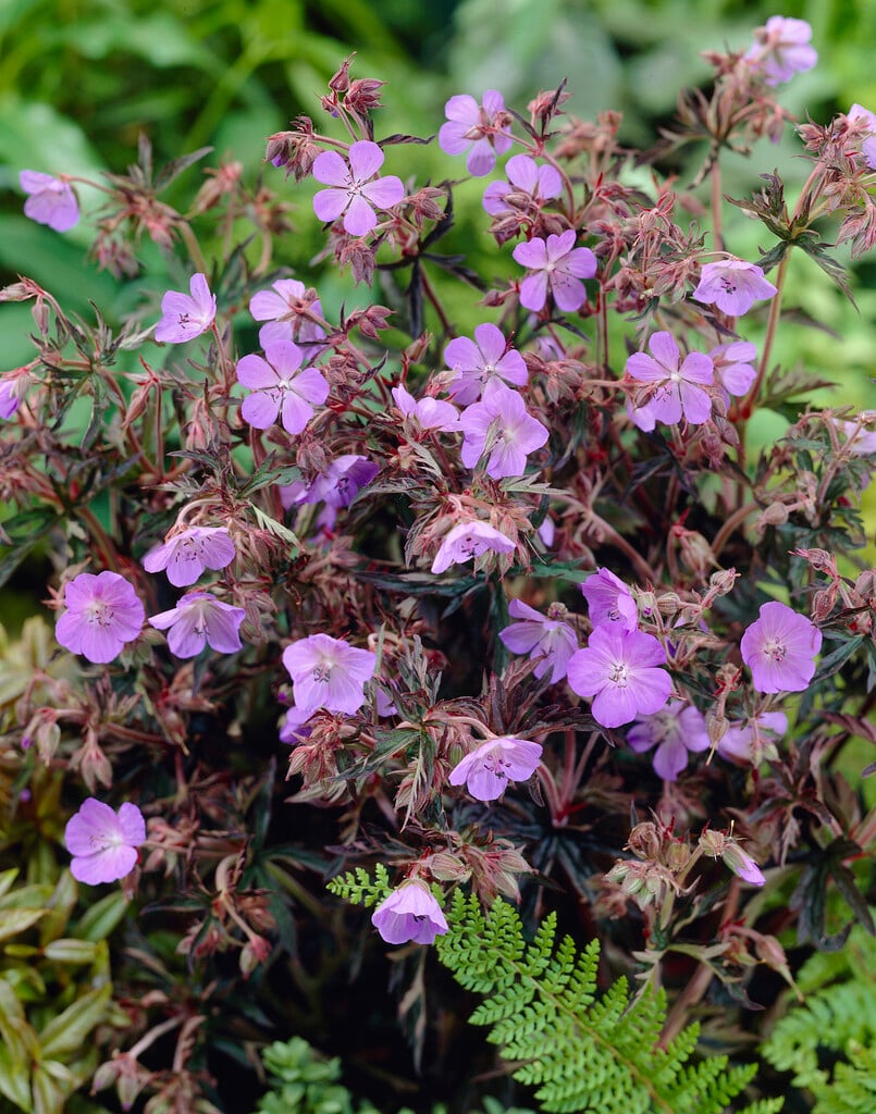 meadow cranesbill 'Hocus Pocus'