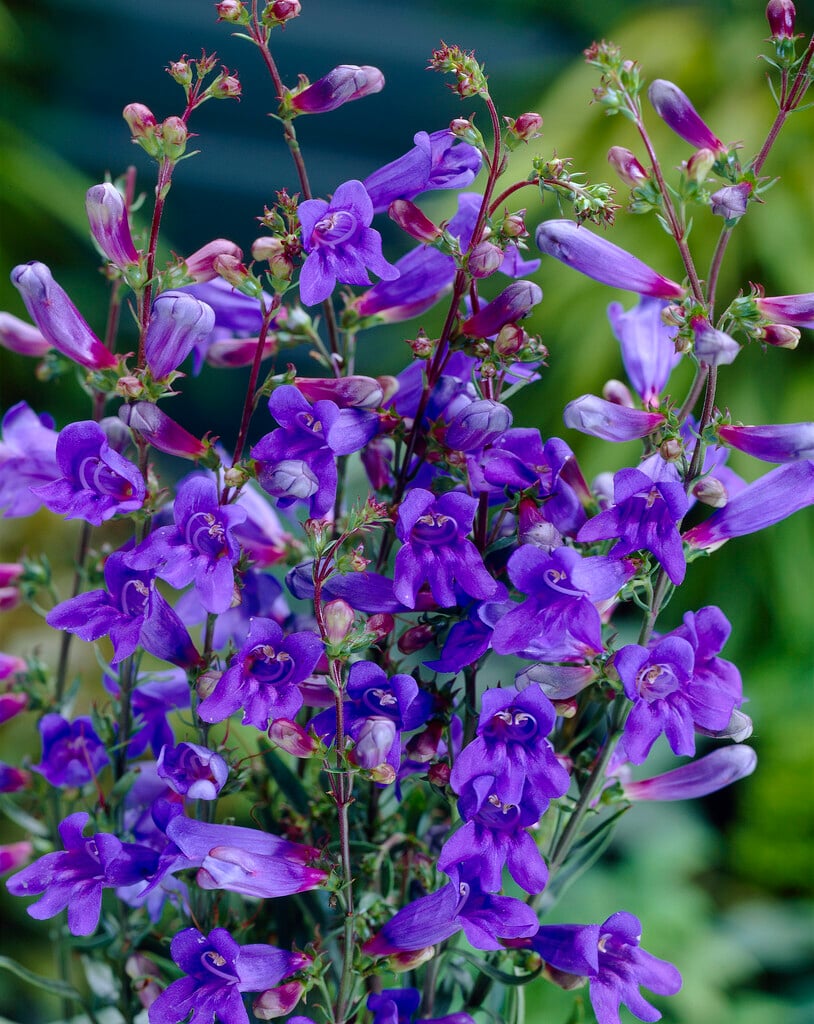 <i>Penstemon</i> [<span style="font-variant: small-caps;">Jean Grace</span>] ('Penbow')