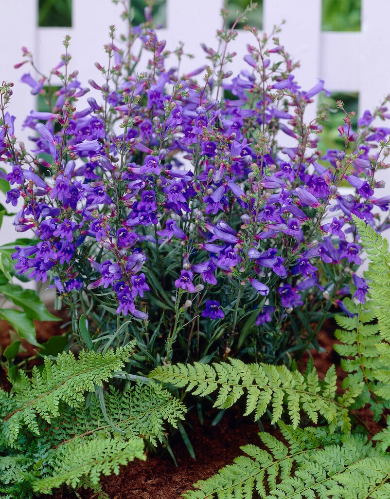 <i>Penstemon</i> [<span style="font-variant: small-caps;">Jean Grace</span>] ('Penbow')