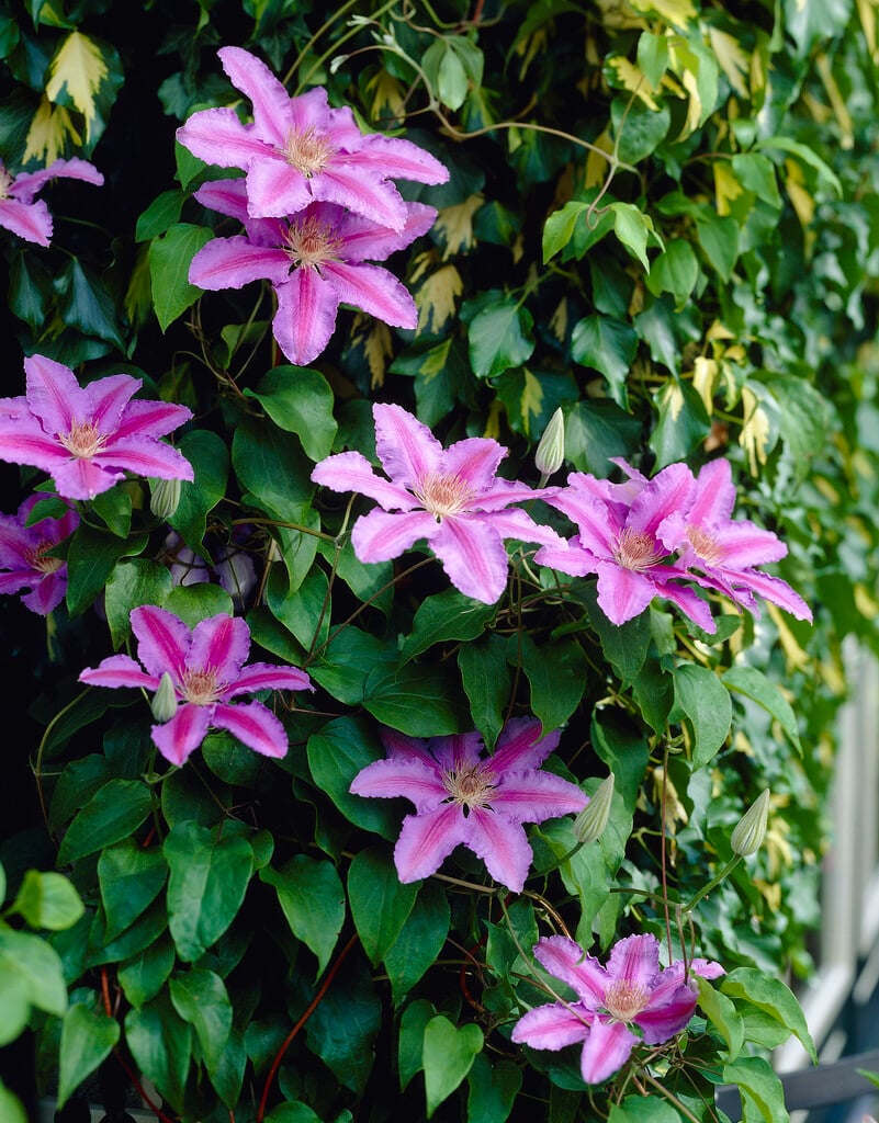 clematis 'Prince Philip'