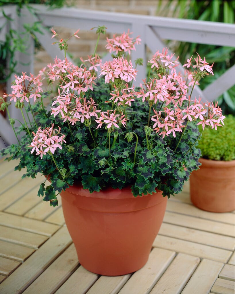 geranium 'Stellar Cathay'