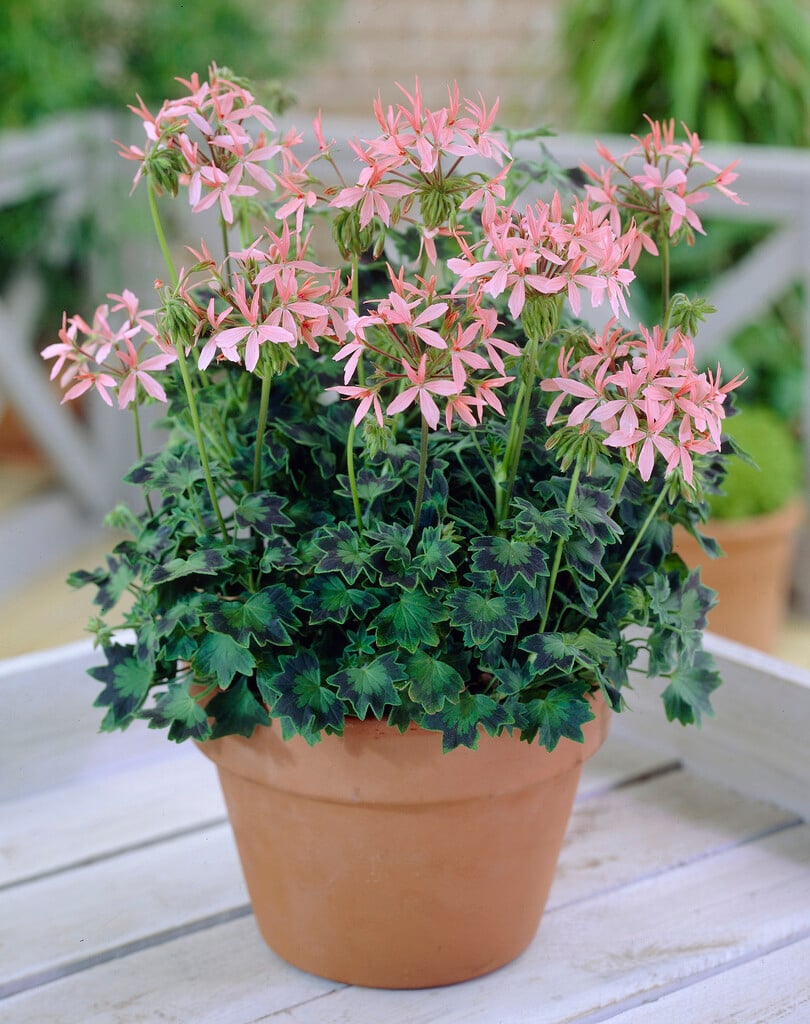 geranium 'Stellar Cathay'