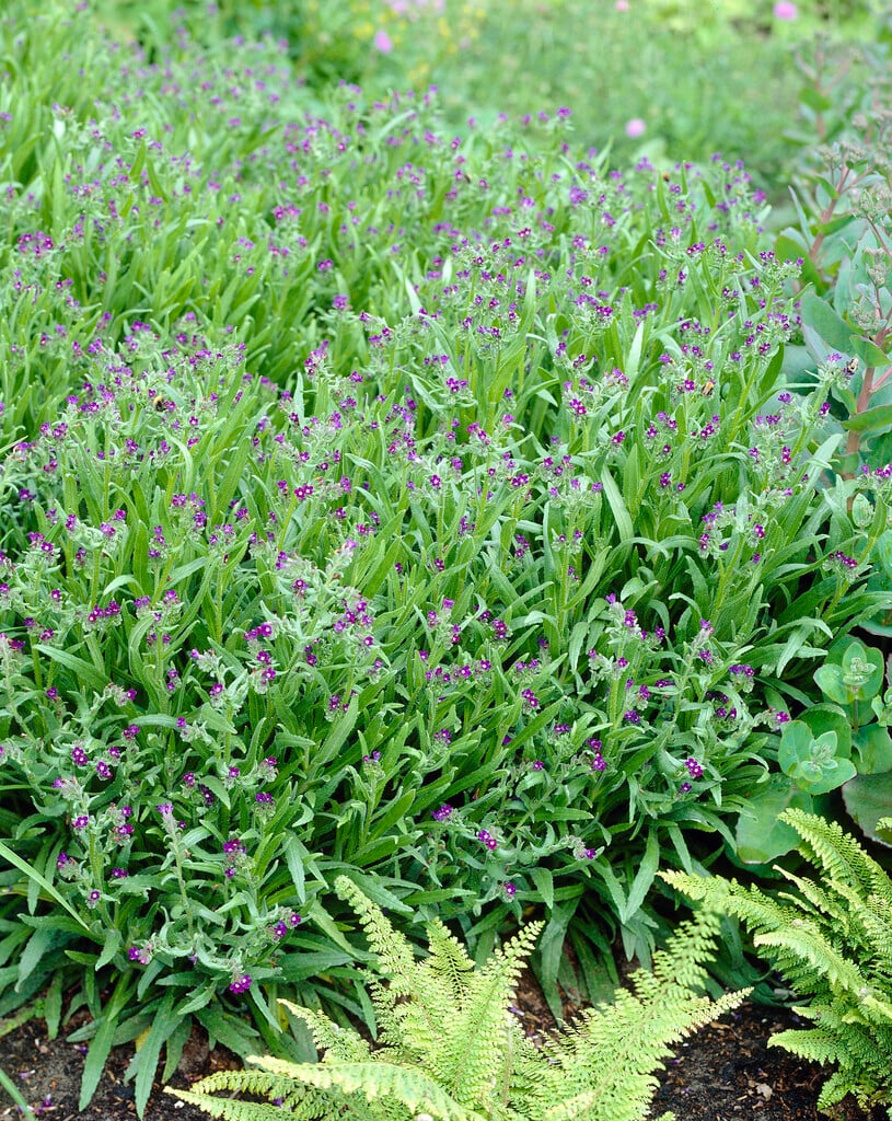 <i>Anchusa</i> <i>leptophylla</i> subsp. <i>incana</i>