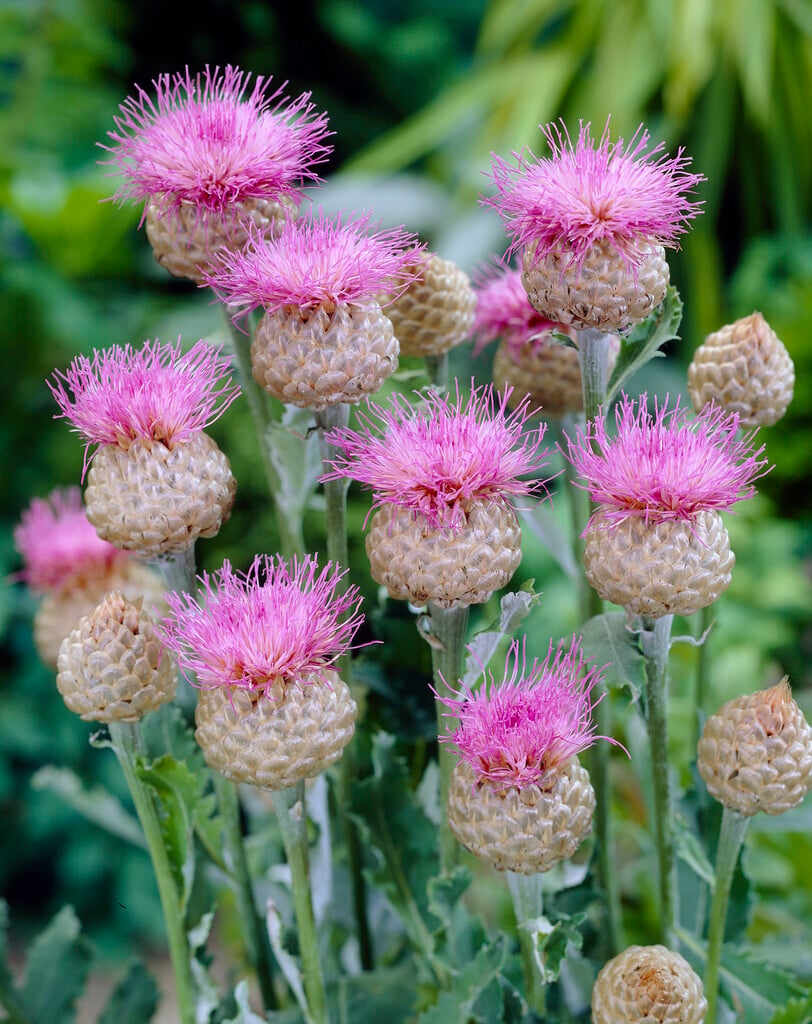 great thistle