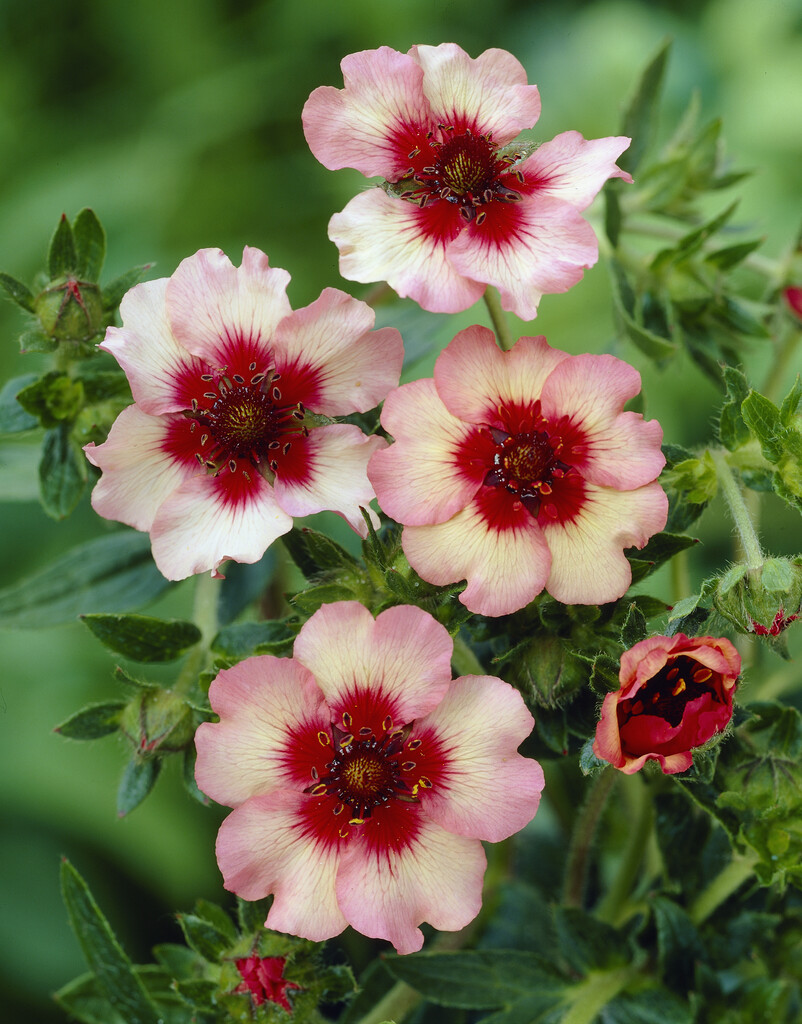 cinquefoil 'Light My Fire'