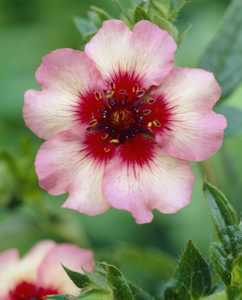 cinquefoil 'Light My Fire'