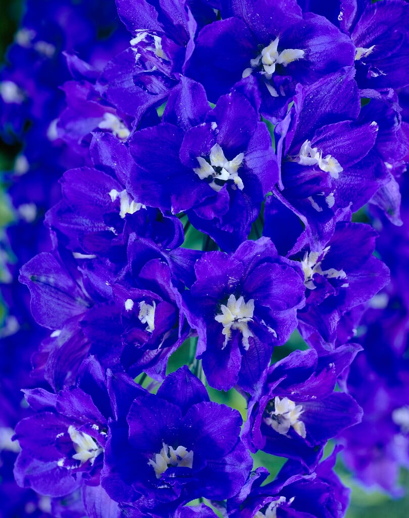 <i>Delphinium</i> 'Independence'