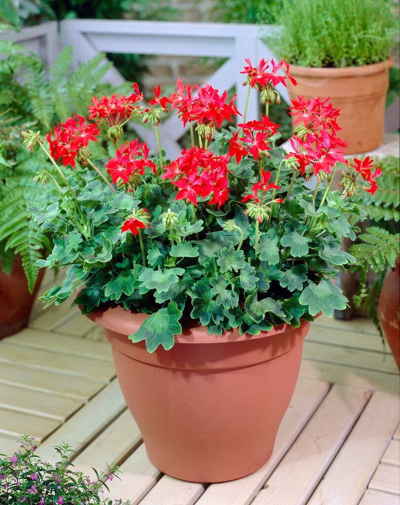geranium [Fireworks Scarlet]