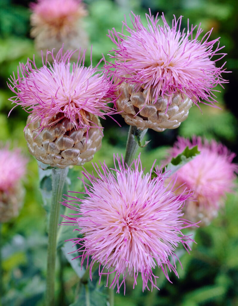 great thistle