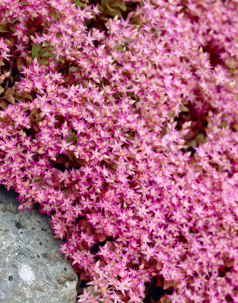 <em>Sedum</em> <em>obtusifolium</em>