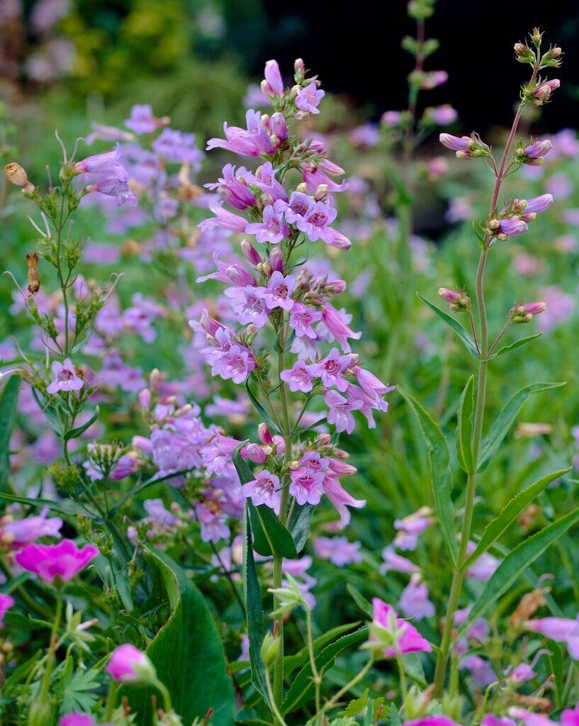dwarf blue penstemon