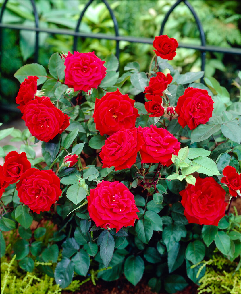 rose [Humanity]