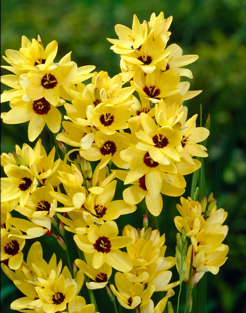 <i>Ixia</i> 'Yellow Emperor'