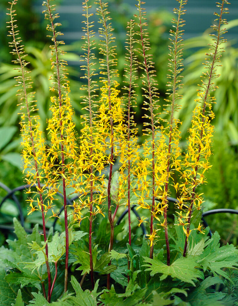 leopard plant 'Zepter'