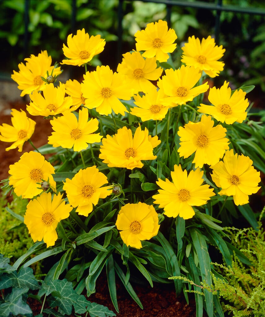 large-flowered tickseed [Flying Saucers]