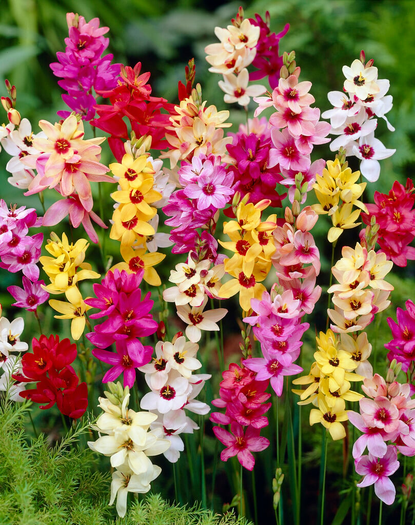 <i>Ixia</i> mixed