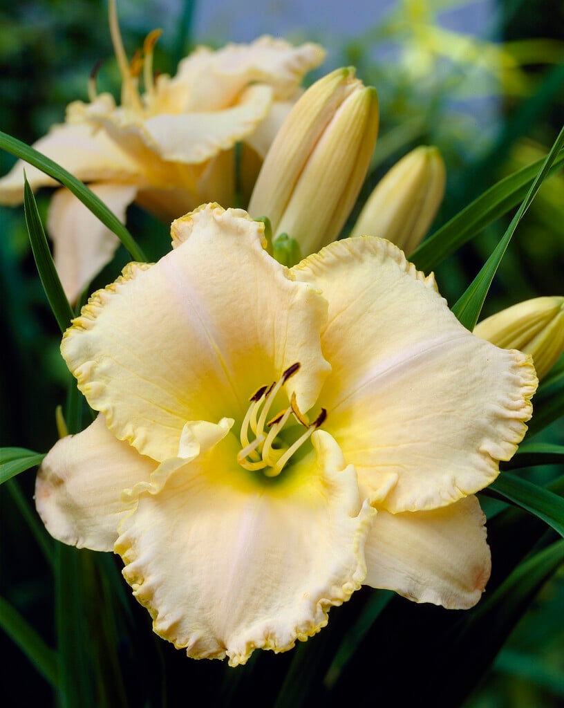 daylily 'Glacier Bay'