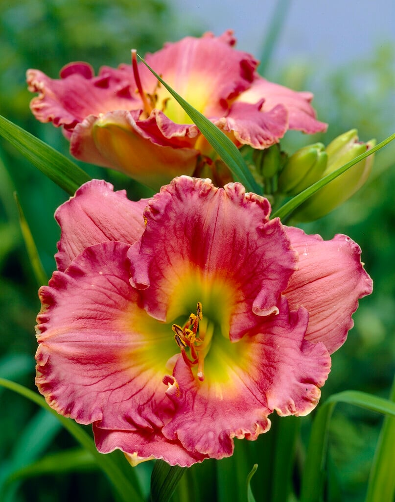 daylily 'Chance Encounter'