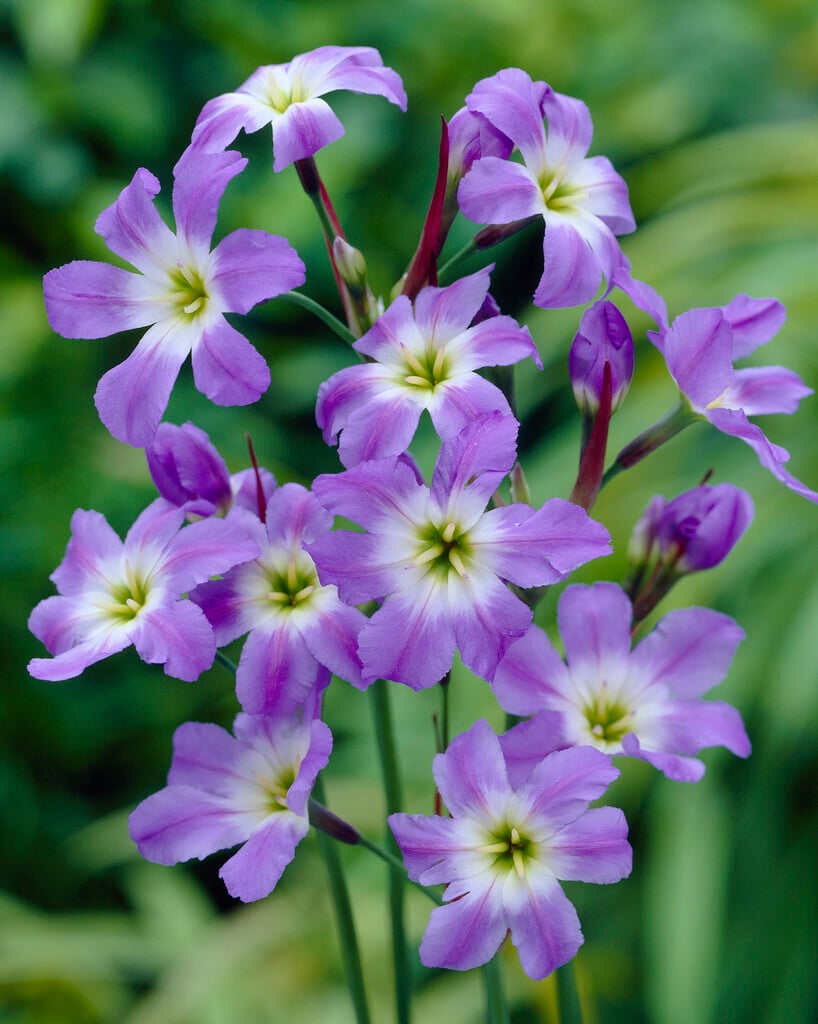 <i>Leucocoryne</i> 'Dione'