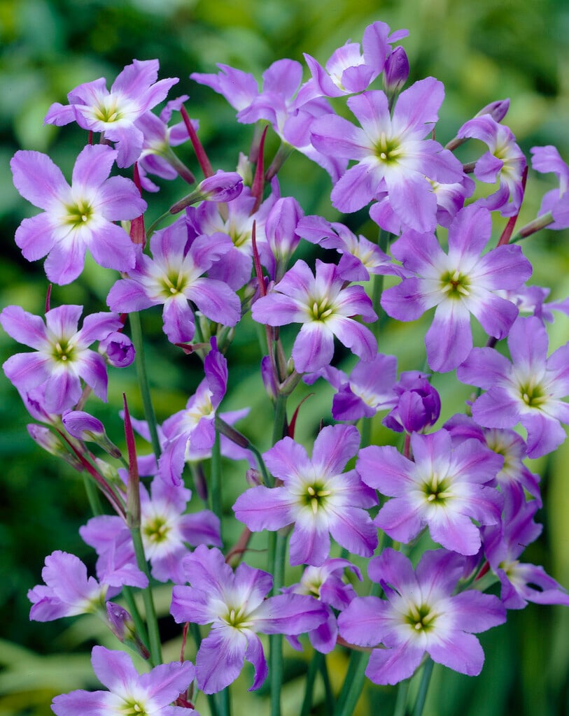<i>Leucocoryne</i> 'Dione'