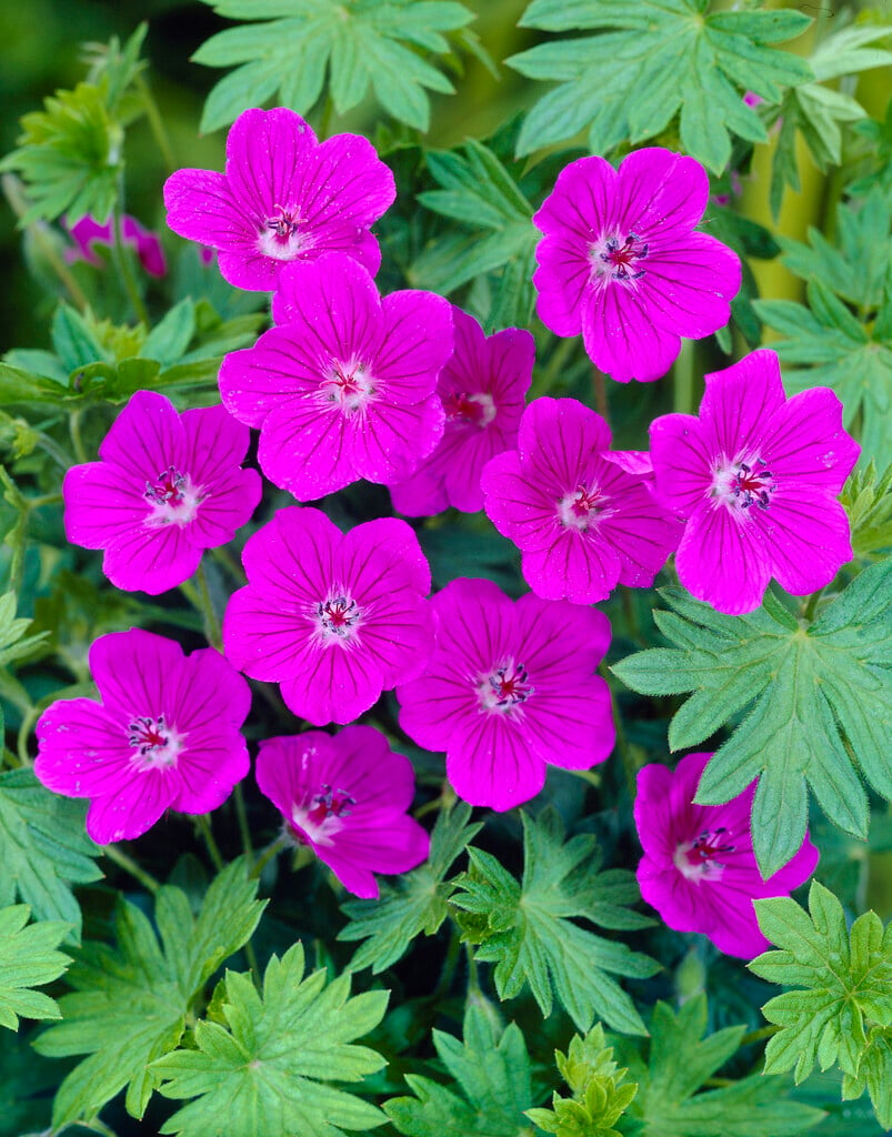 bloody cranesbill 'Rod Leeds'