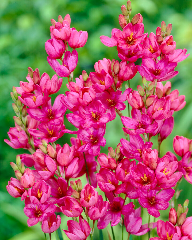 <i>Ixia</i> 'Castor'