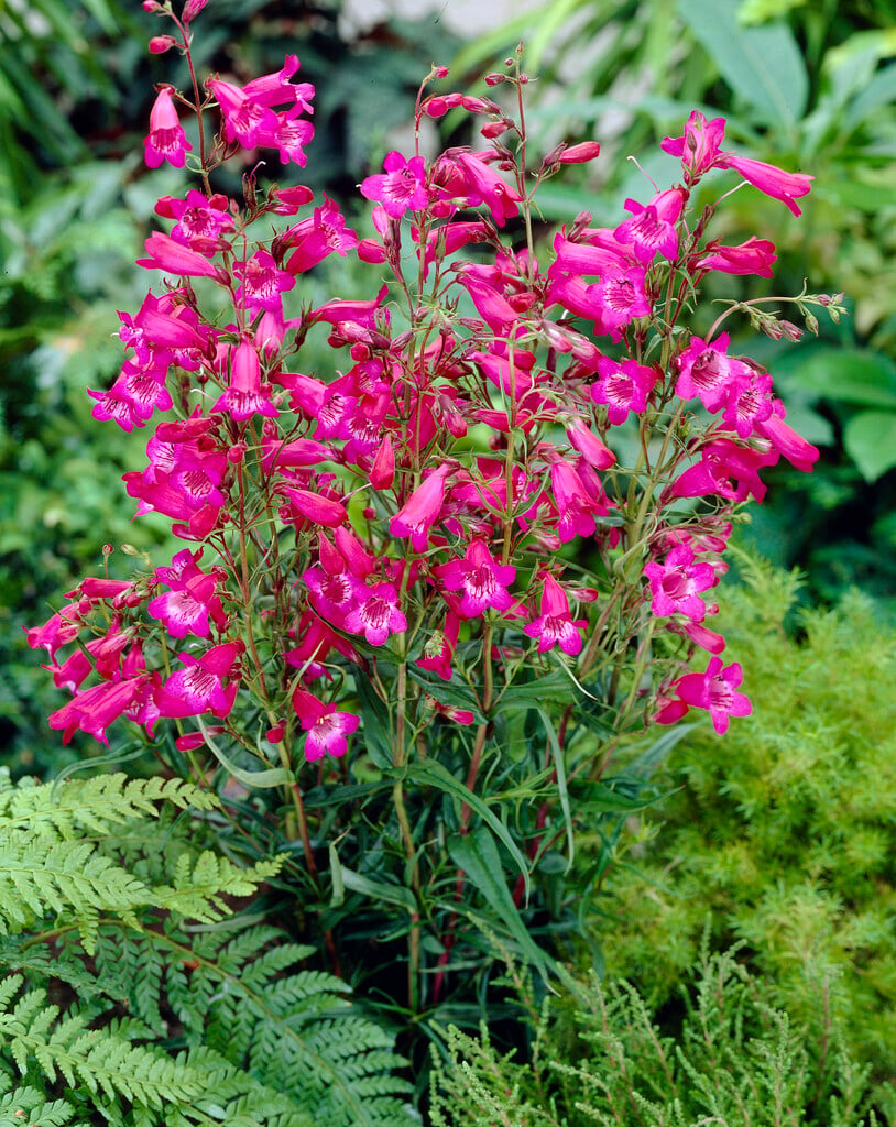 <i>Penstemon</i> 'Patio Wine'