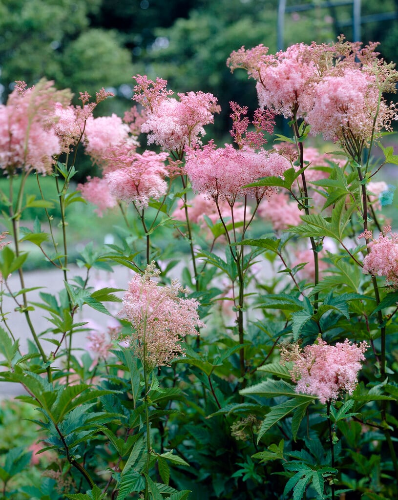 <em>Filipendula</em> <em>purpurea</em> 'Elegans'