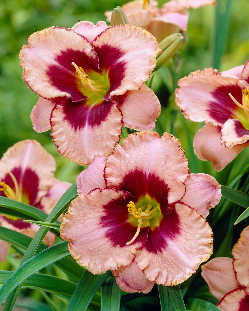 daylily 'Daring Deception'