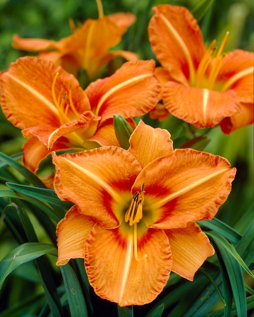 daylily 'Tuscawilla Tigress'