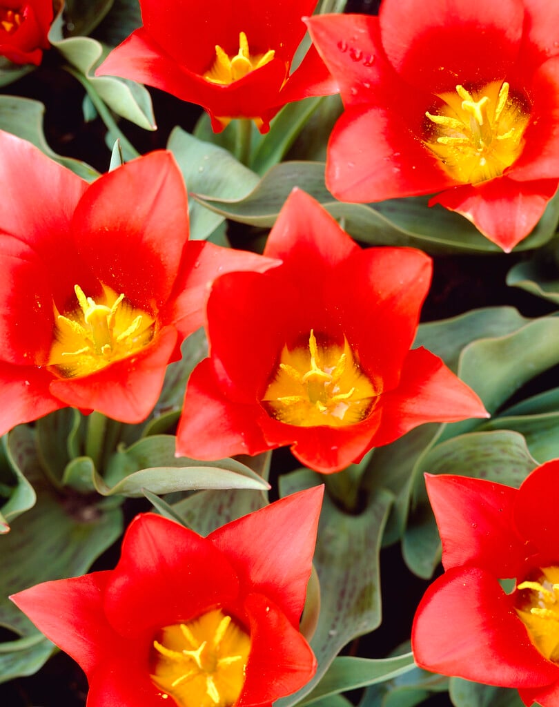tulip 'Scarlet Baby'