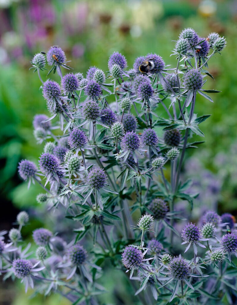 blue eryngo 'Blauer Zwerg'