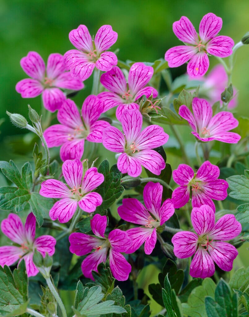 cranesbill 'Luscious Linda'