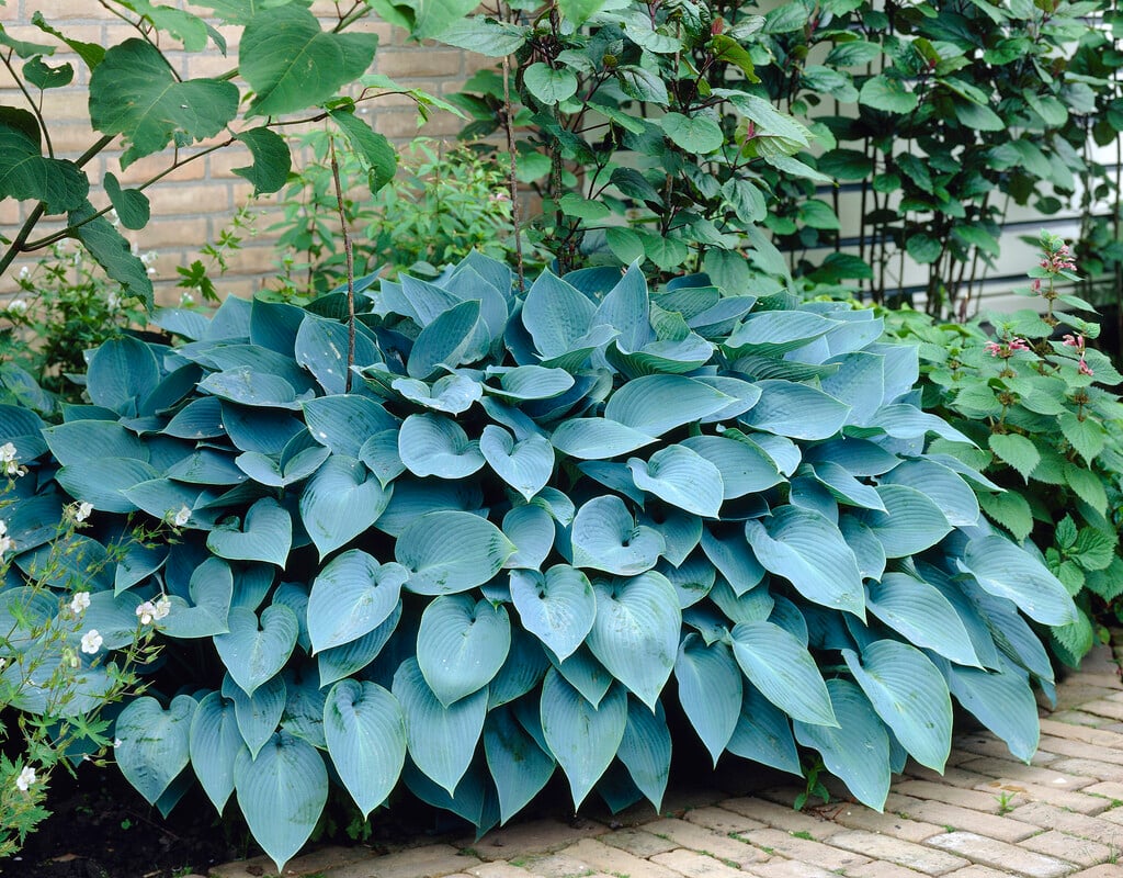 plantain lily 'Hadspen Blue'