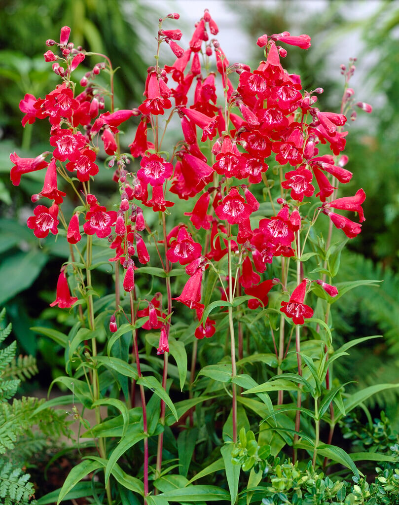 Penstemon &King George V& | penstemon &King George V& Herbaceous ...