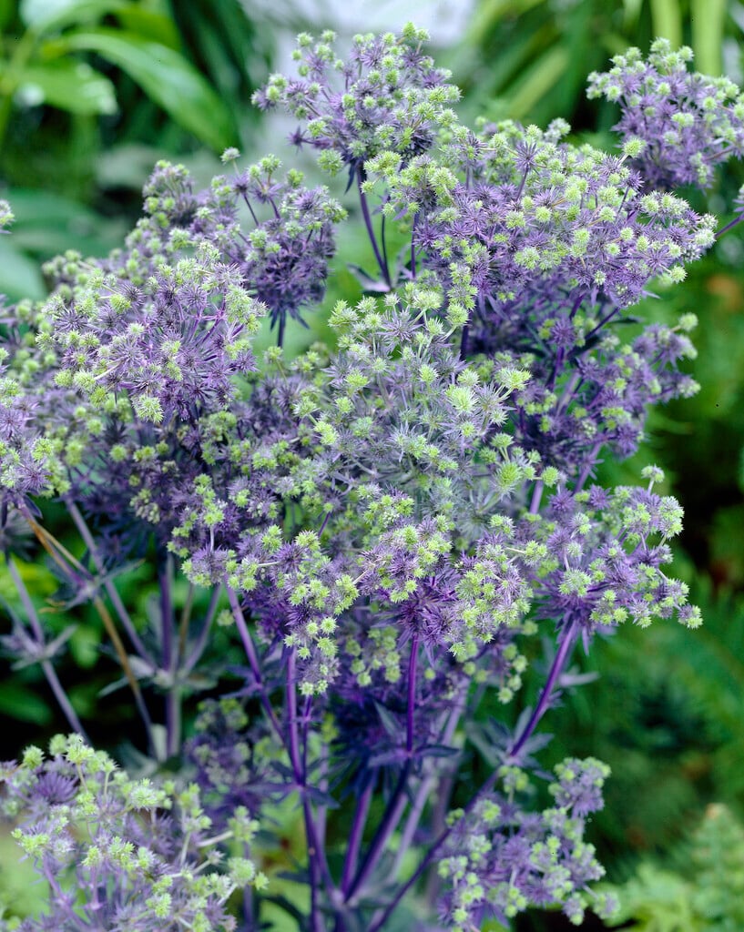 blue eryngo 'Blue Ribbon'
