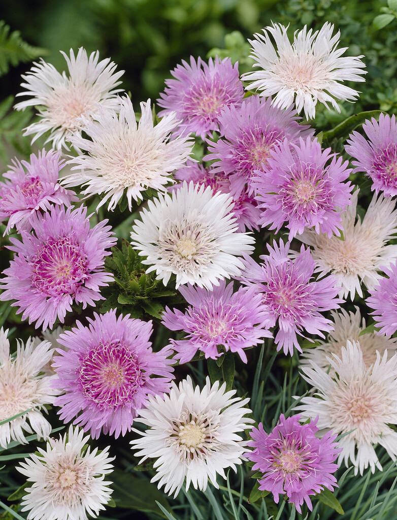 <i>Stokesia</i> <i>laevis</i> mixed