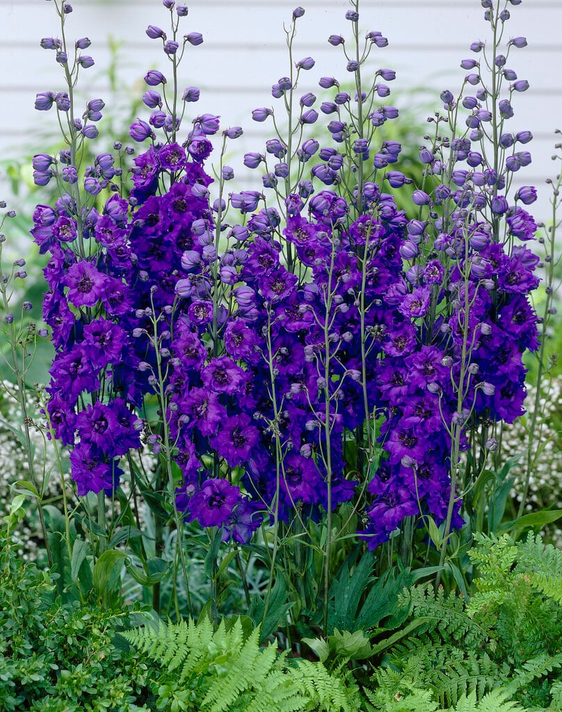 delphinium 'Secret'