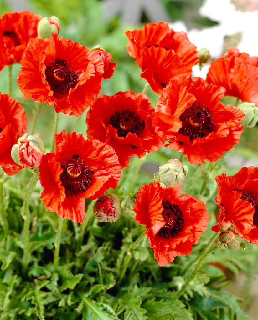 oriental poppy 'Rembrandt'