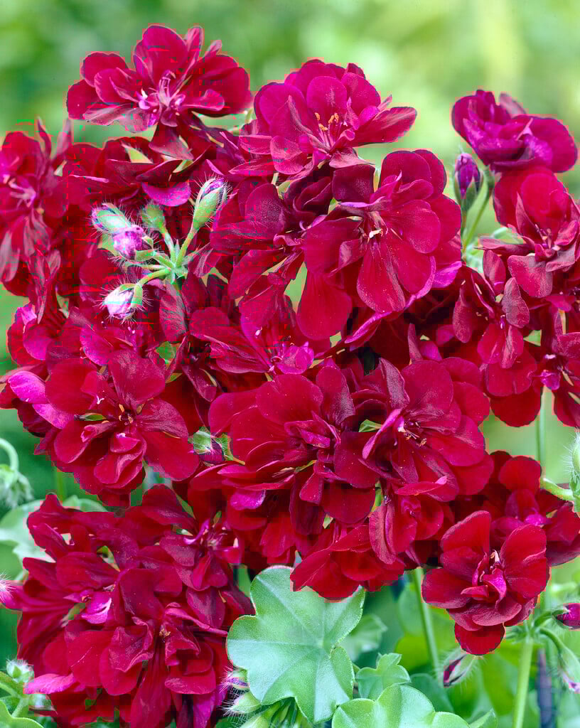 Pelargonium &Tomboy& Bedding/RHS Gardening