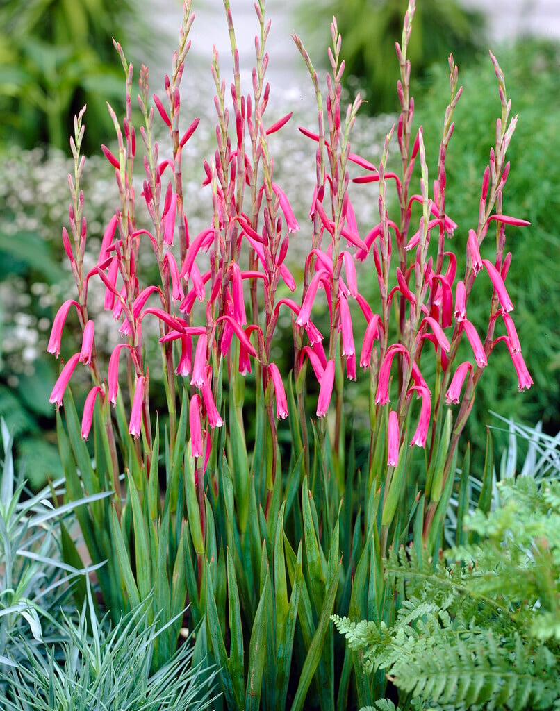 aletris-like bugle lily